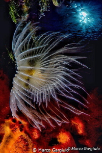 Protula, double exposure in camera by Marco Gargiulo 